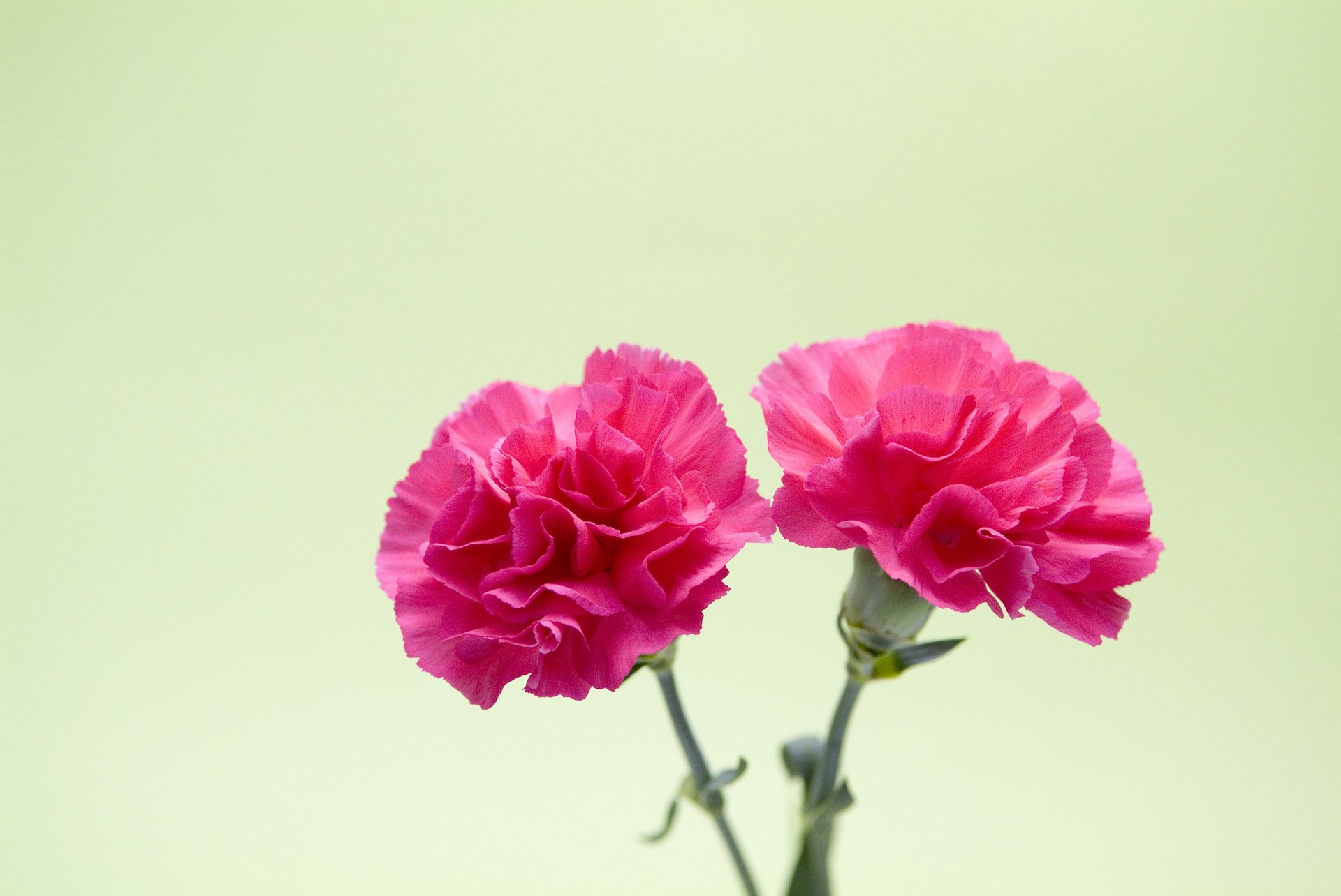 哈尔滨鲜花批发 康乃馨 玫瑰 包邮 节日鲜花 免费送货 1383601293