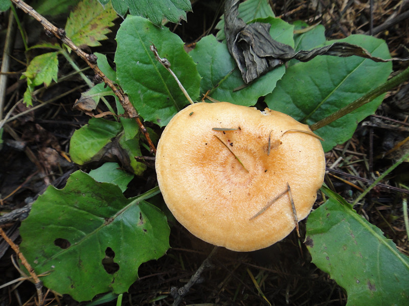 是时候介绍点不应景的食物了松茸,学名松口蘑,也有的地方称其为松菌
