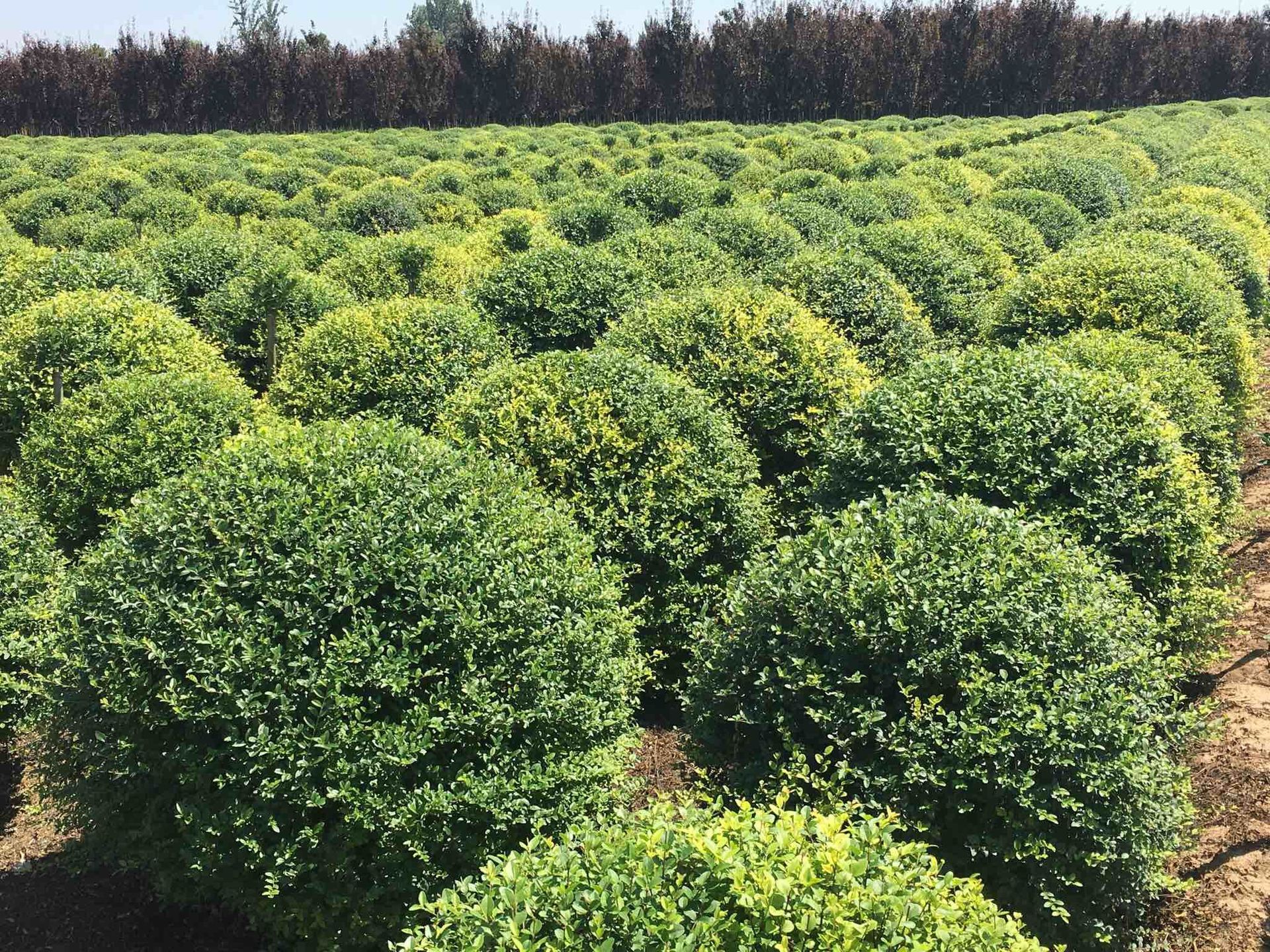 周至苗木批发常绿常青树苗小叶女贞球小叶女贞造型树规格齐全