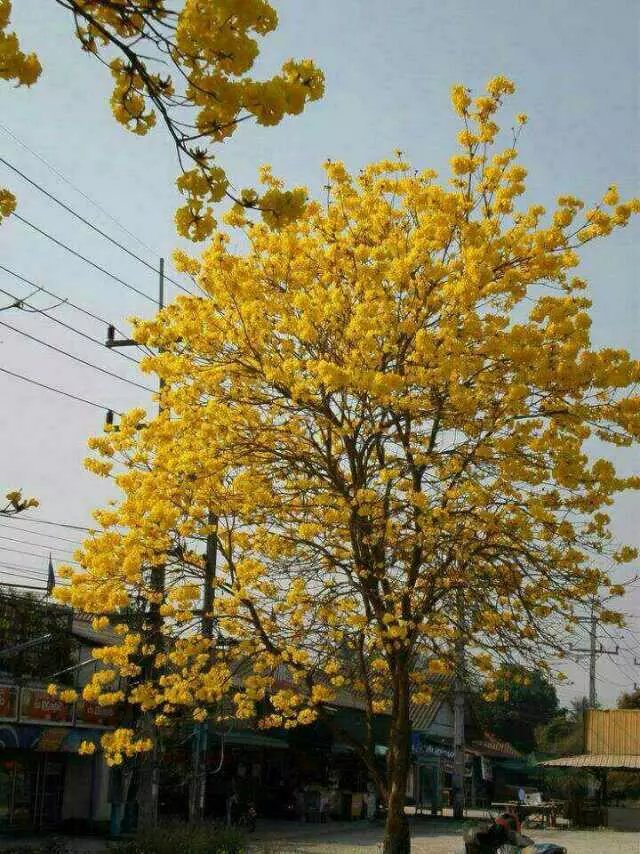 正宗多花黄花风铃789分袋苗小叶枫铃广东苗木