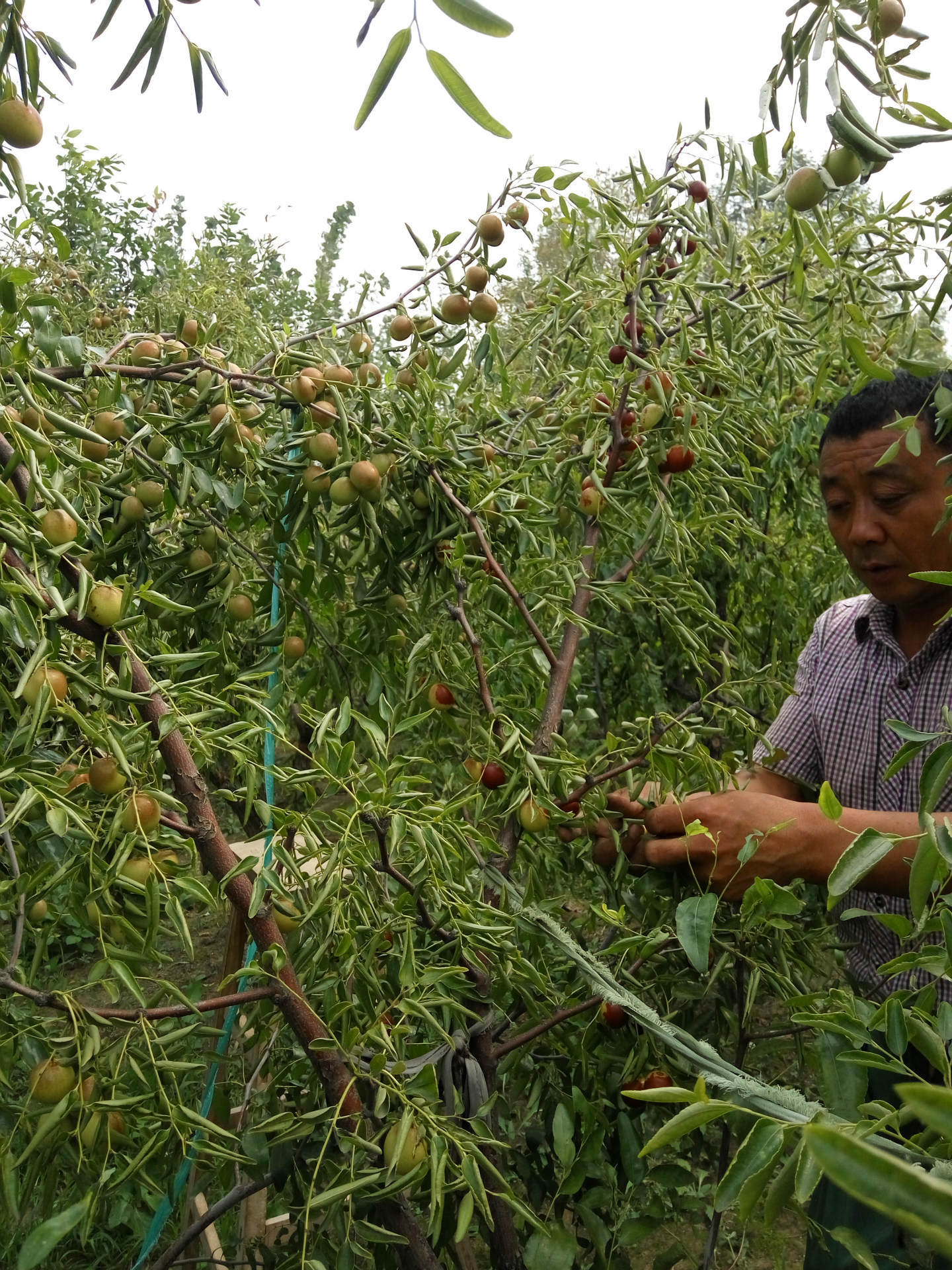 沾化冬枣发源于山东省滨州沾化区冬枣树是无刺枣树的晚熟产品