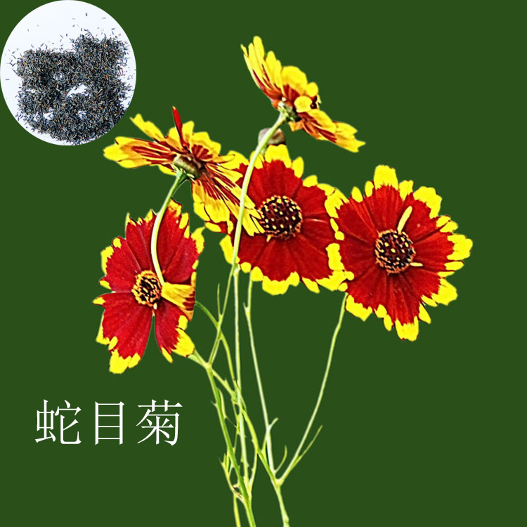 批发蛇目菊种子雪菊批发  font color=red>四季 /font>播种易种易成活