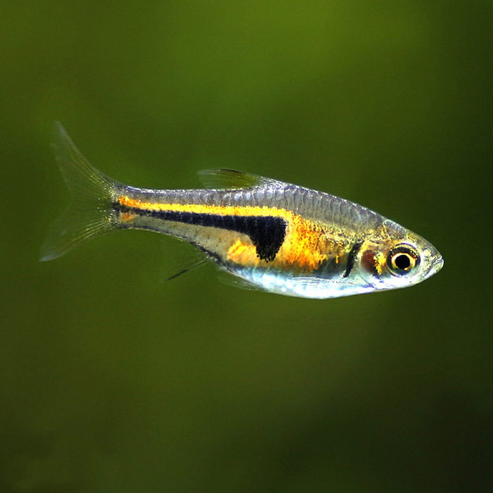 上海锦豪观赏鱼养殖场批发供应观赏鱼大三角灯鱼正三角鱼   体形和