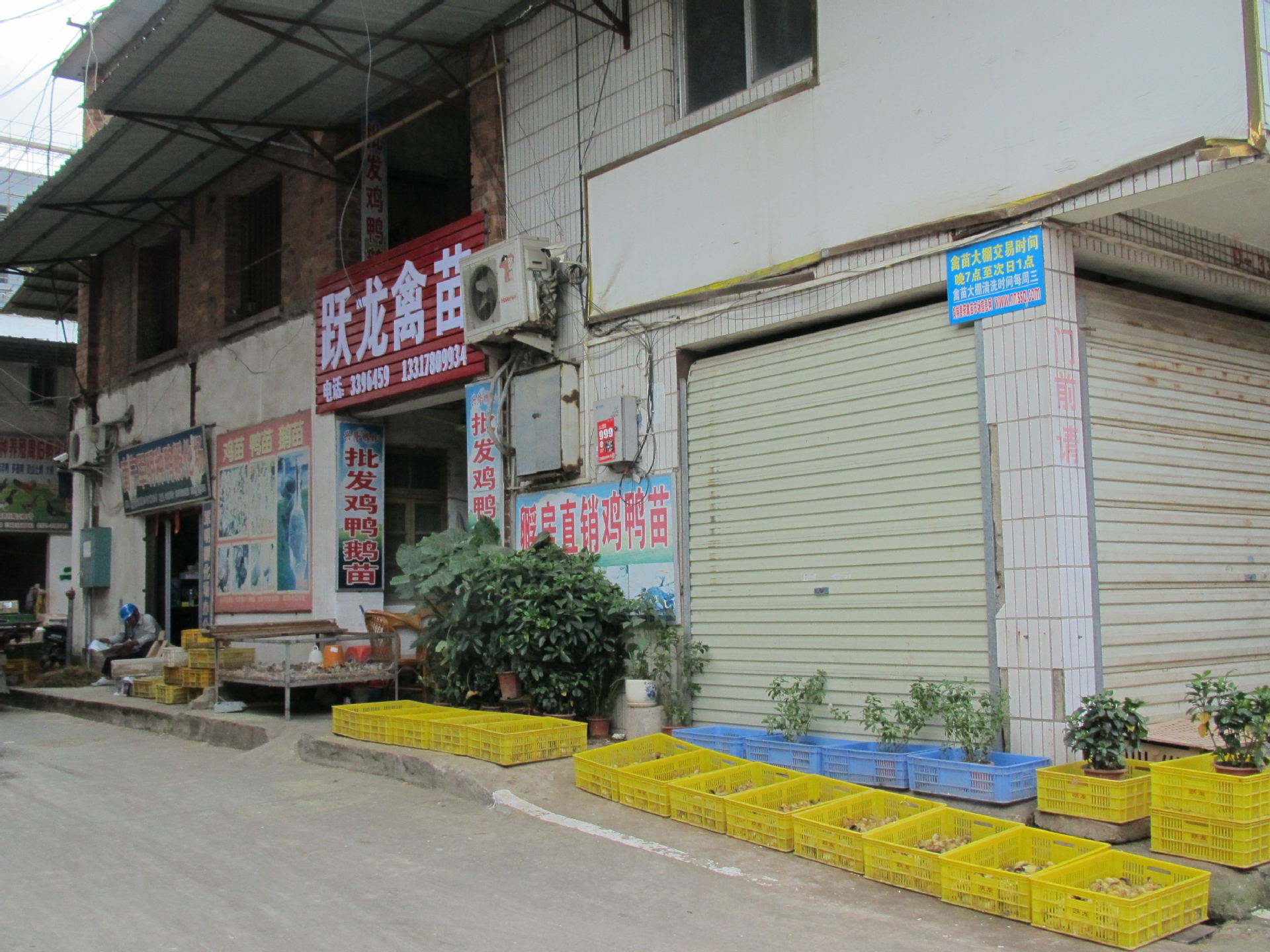 批发土鸡二号 孵化销售土二鸡苗 大量供应大种鸡苗 直供土二鸡苗