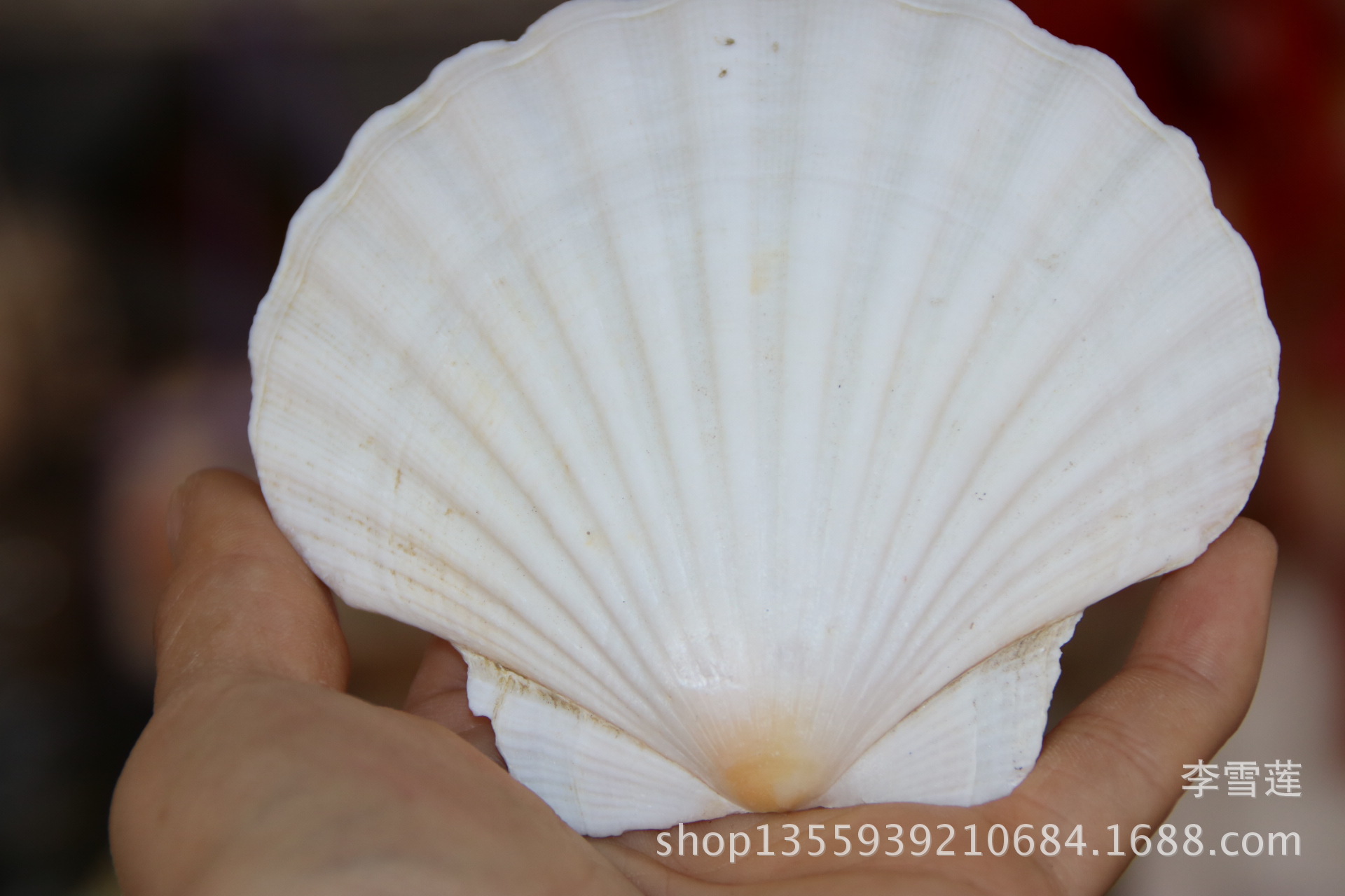 地中海白色大扇贝壳 天然贝壳海螺 鱼缸造景 彩绘装饰 墙贴