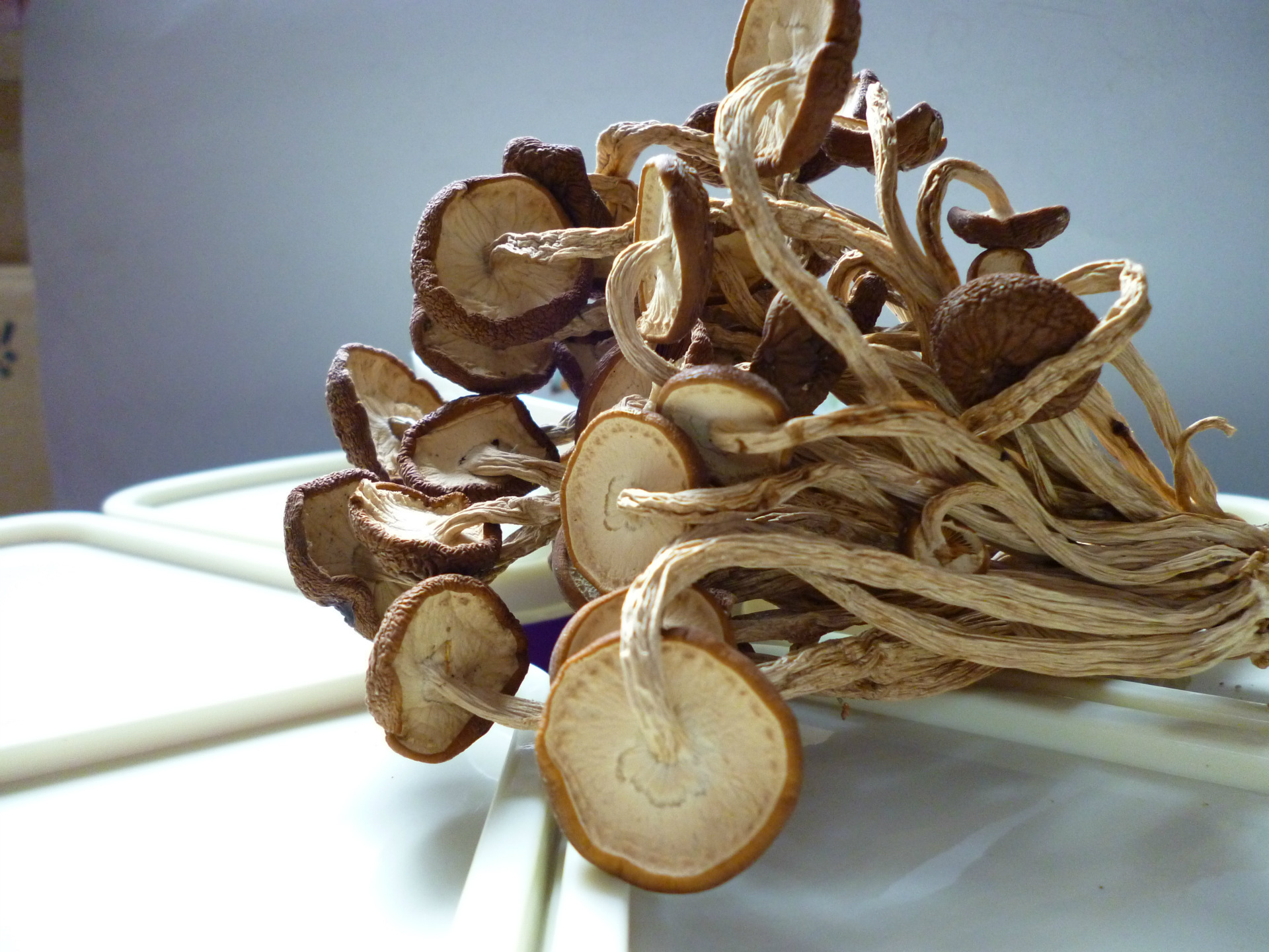 甘肃陇南深山茶树菇 野山珍干茶树菇 食用菌农家特产干货500g