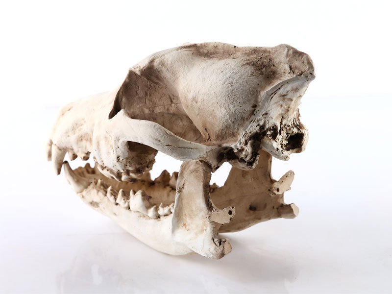 金钱豹头骨树脂家居摆件树脂骷髅头模型动物头骨教学研究跨境供货