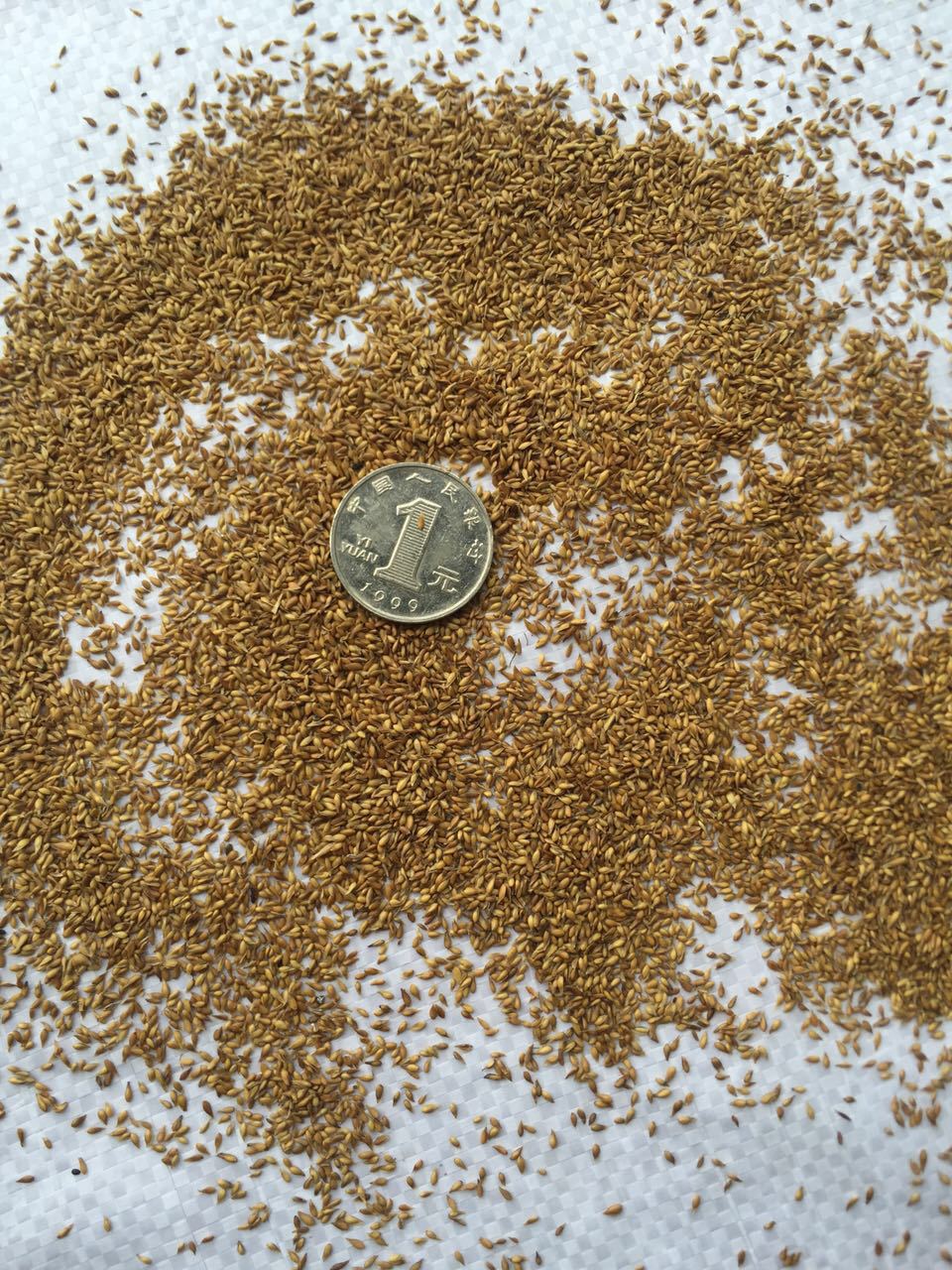 进口草皮 草籽结缕草,美观常绿,耐践踏, 结缕草种子