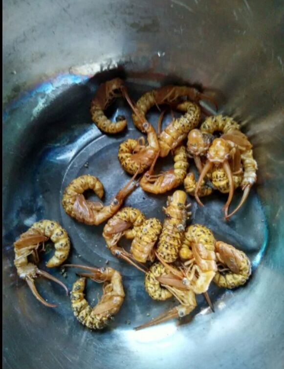 爬沙虫工厂化生产蛹羽化成虫野外采卵孵化幼虫养殖技术49800.00