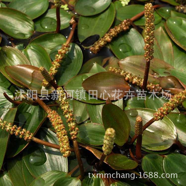眼子菜别称鸭子草水案板水上漂水生植物基地