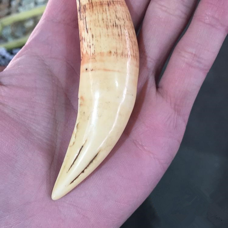 批发古董地摊文玩古玩精美天然骨粉合成复古仿熊牙 仿虎牙吊坠