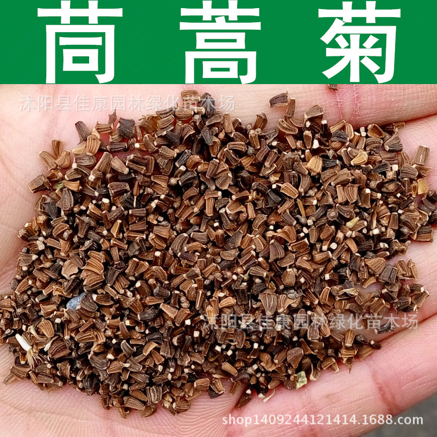 草花种子茼蒿菊种子蓬蒿菊木茼蒿种子木春菊1件1斤