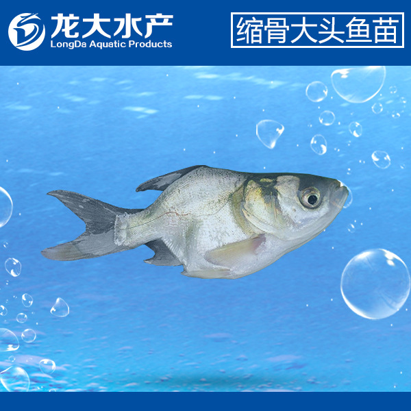 首页 养殖 淡水鱼类 鳙鱼 >【厂家直销 全年供应】缩骨大头鱼苗 缩骨