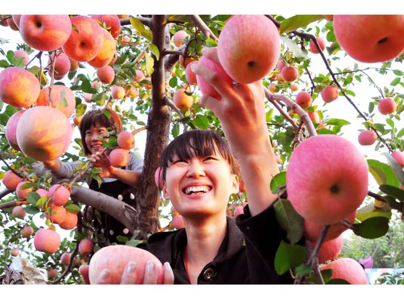 2016现摘农家果园现摘新鲜 正宗洛川红富士苹果 特价10斤