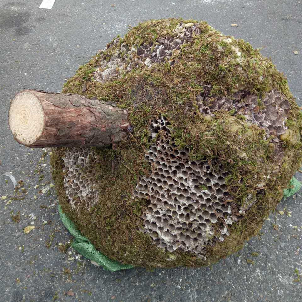 岩蜂蜜野生石蜜批发江湖地摊展销会岩石蜂蜜滋补品批发中草药蜂蜜