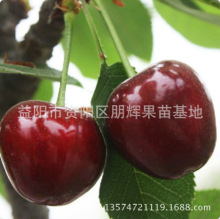 乌克兰车厘子苗北方南方大樱桃树苗云南贵州四川种植盆栽地栽果树