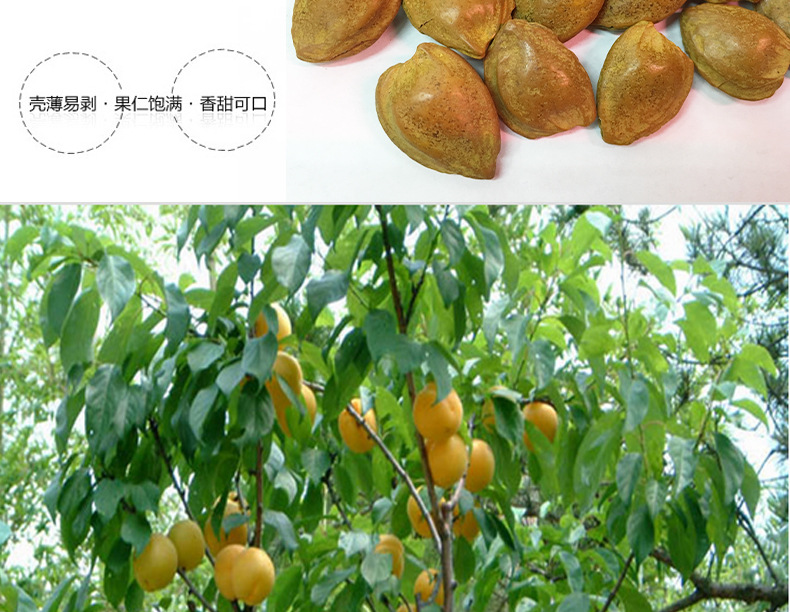 开口小杏核直销休闲零食坚果干果类批发销售散装称重开口杏核