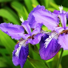 供应工程绿化河道边蓝花鸢尾种子鸽子花蓝蝴蝶扁竹花沃美鸢尾兰花