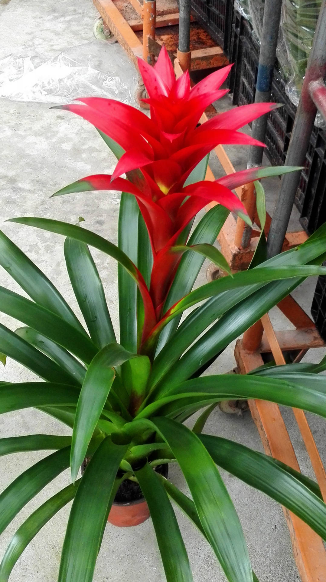 新红星高山培育的观赏凤梨室内盆栽一件21盆75cm纸箱