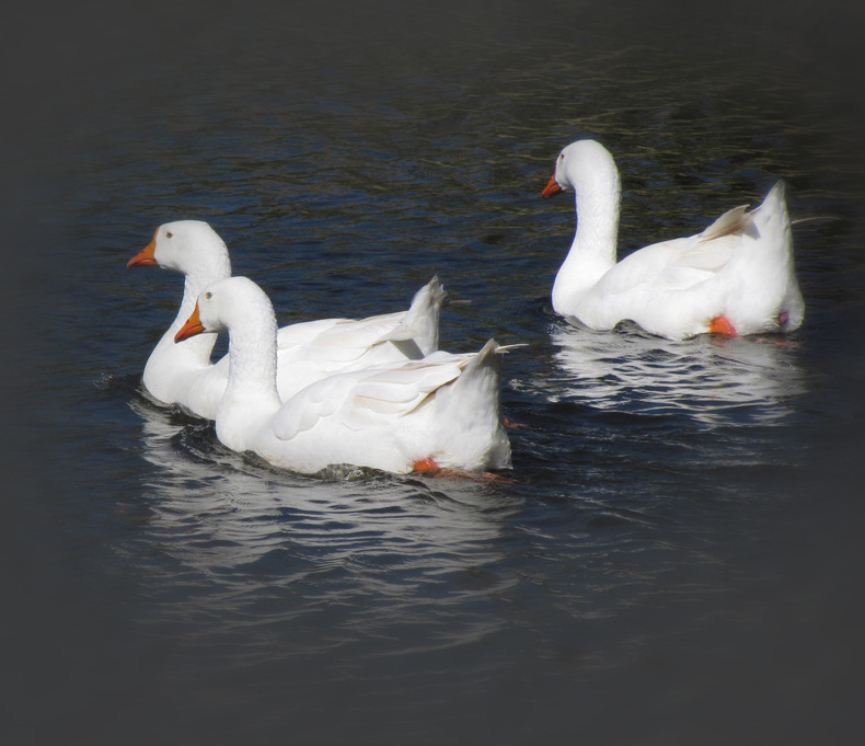 产地货源厂家直销80白鸭绒日标jis无味防钻绒羽绒价格实惠
