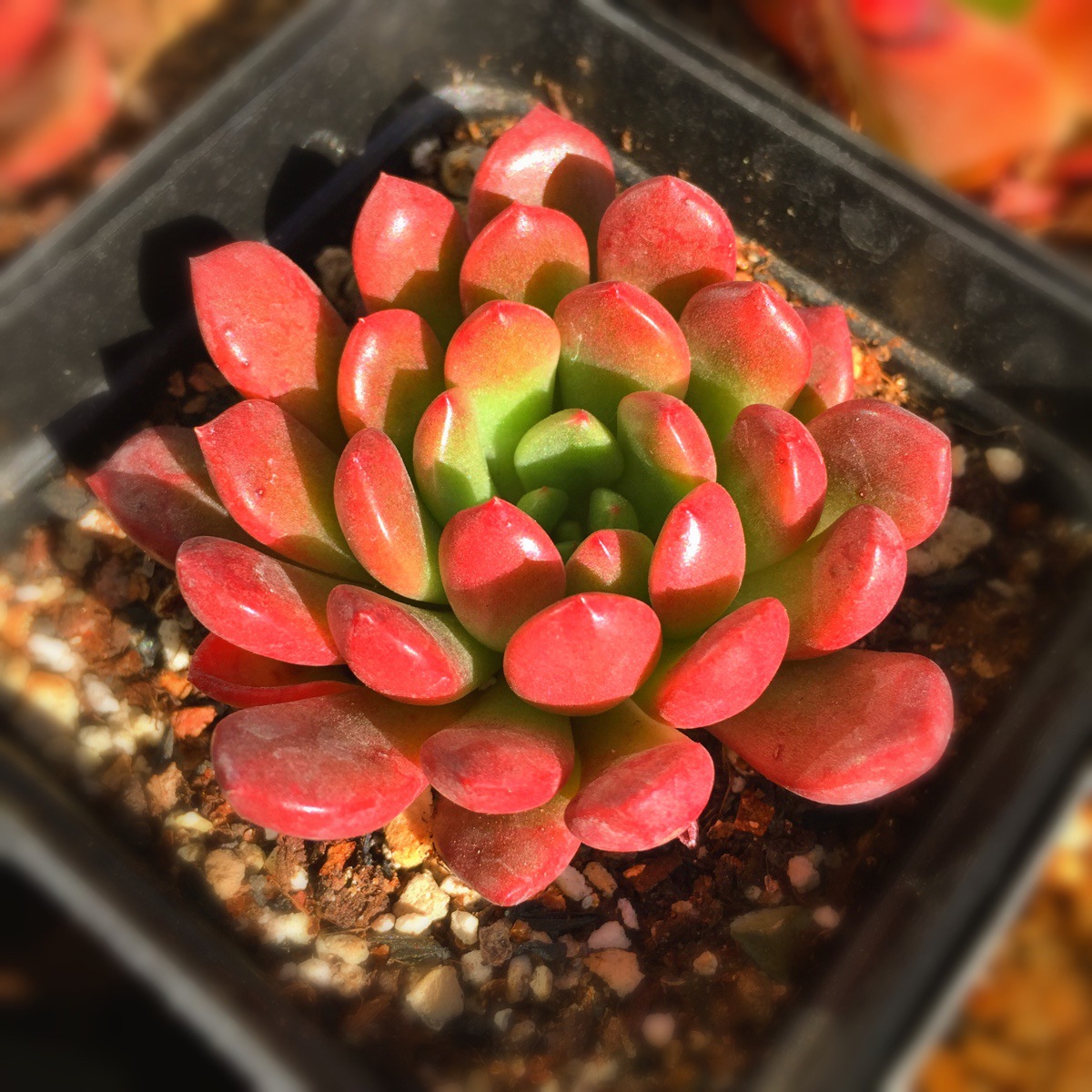 多肉时节多肉植物【红宝石】韩国进口多肉办公桌迷你绿植盆栽批.