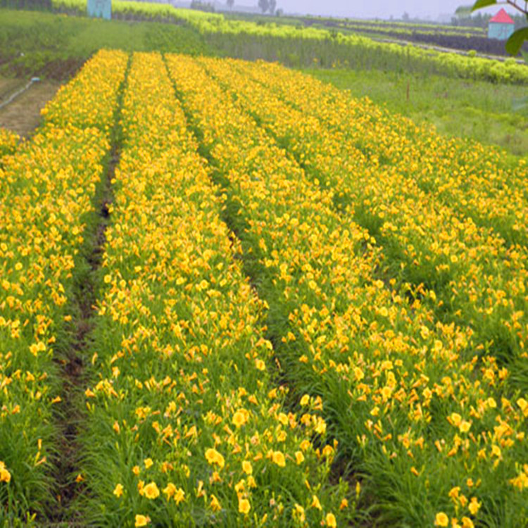 低价销售宿根花卉金娃娃萱草地被植物大花萱草金娃娃萱草苗