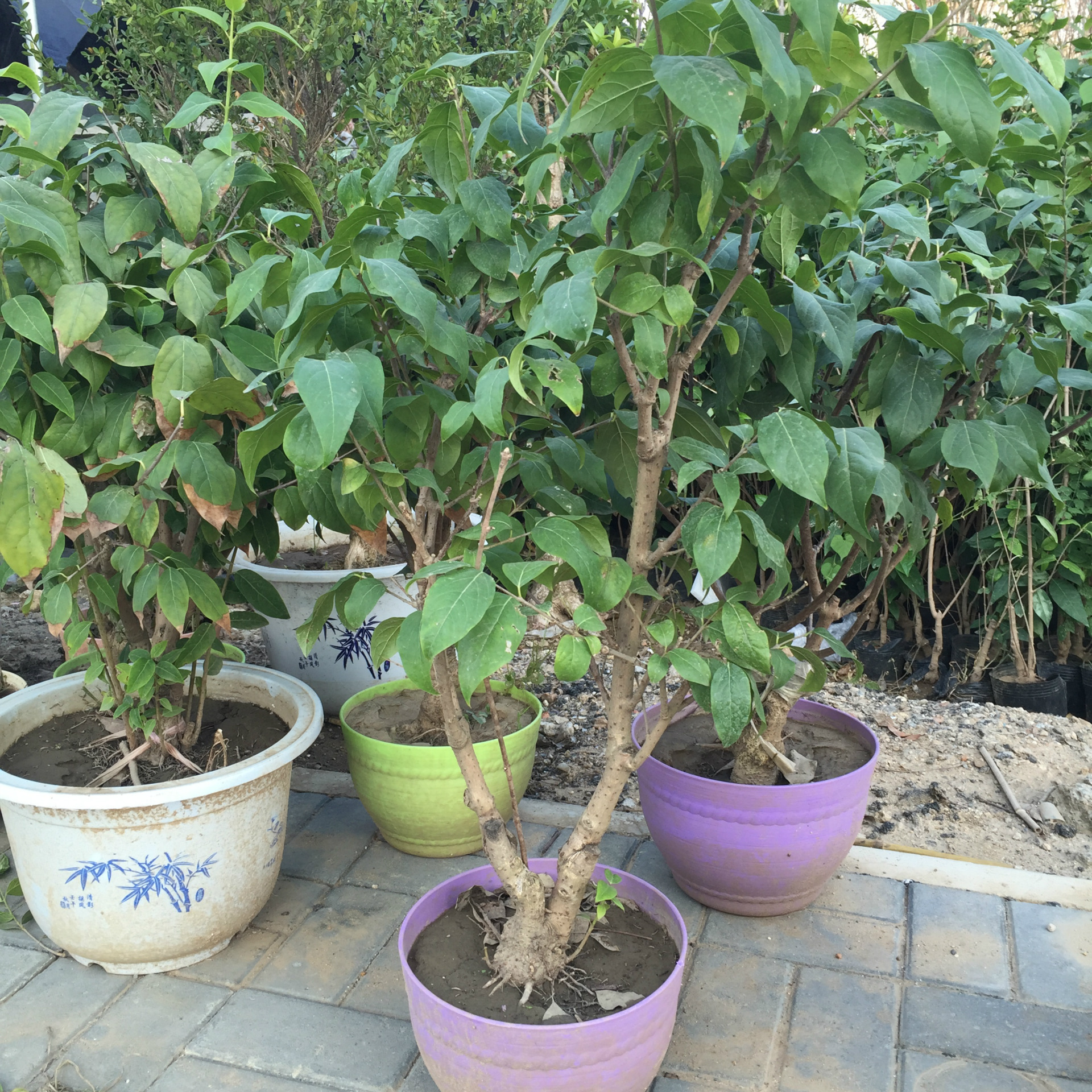 腊梅树苗腊梅盆景素心腊梅盆栽嫁接腊梅花冬季开花植物