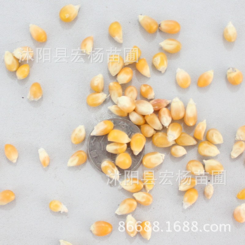 彩虹玉米,水果玉米,黄天泰58玉米,白糯米玉米,红麻瑙玉米,黑珍珠玉米