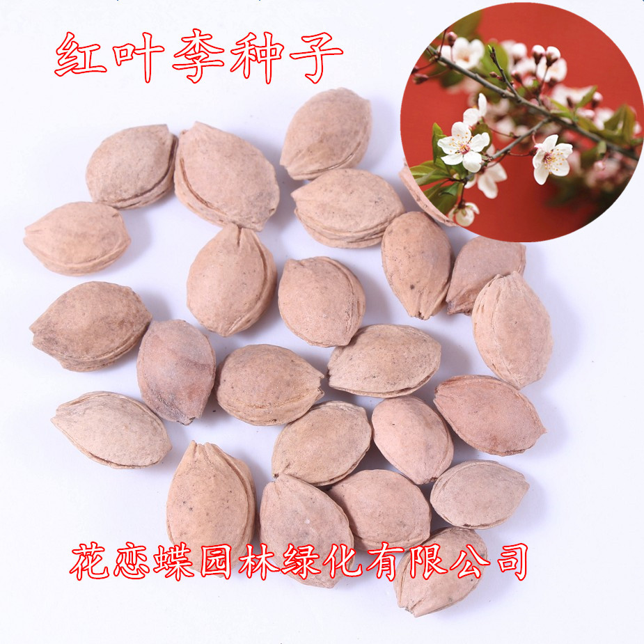 四季播种植花卉波斯菊种子 格桑花种籽 波斯菊适合庭院小区多花色