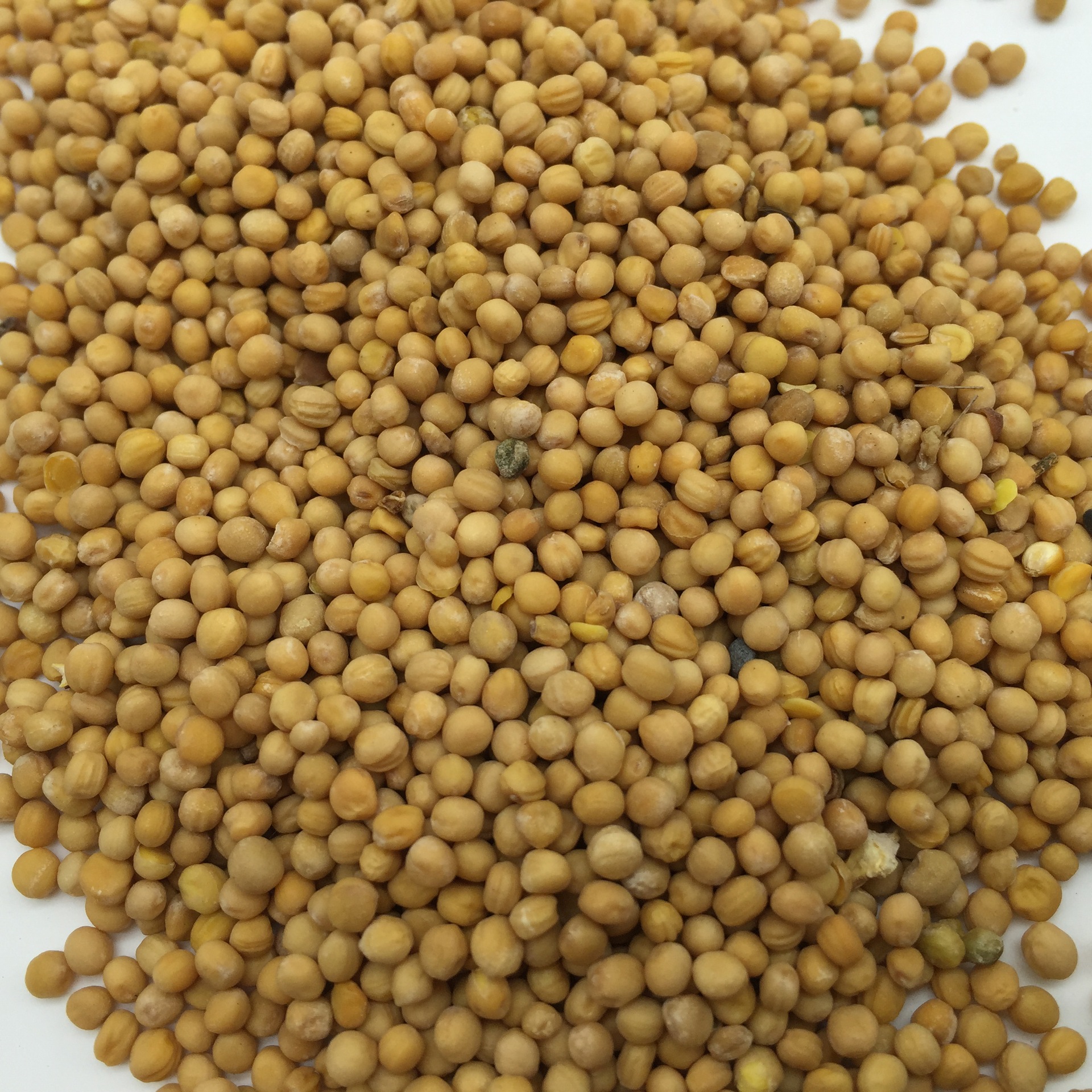 批发供应优质纯净货 白芥子 货干无杂质 白芥子粉 量大从优