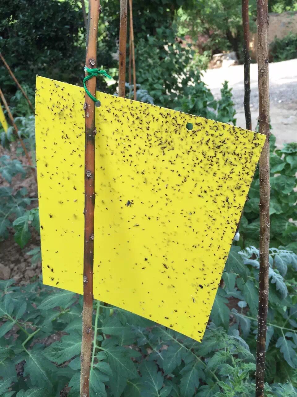 公司直销粘虫板 黄板蓝板 绿色无公害