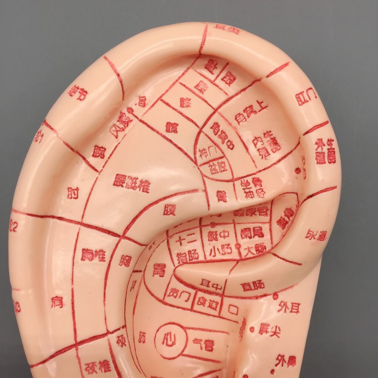 伟叶耳朵耳贴刻字耳朵模型耳探针王不留行籽耳贴耳豆耳部点穴模型