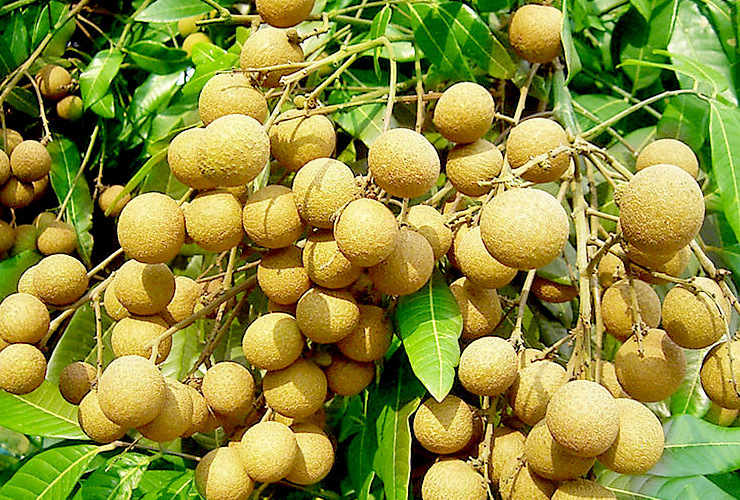 一件代发3斤包邮广西博白果大皮薄小核新鲜桂圆现摘果肉鲜润龙