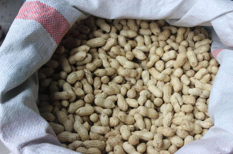 批发优质农作物 花生米种子 大白沙 小白沙 鲁花9号 出芽率高