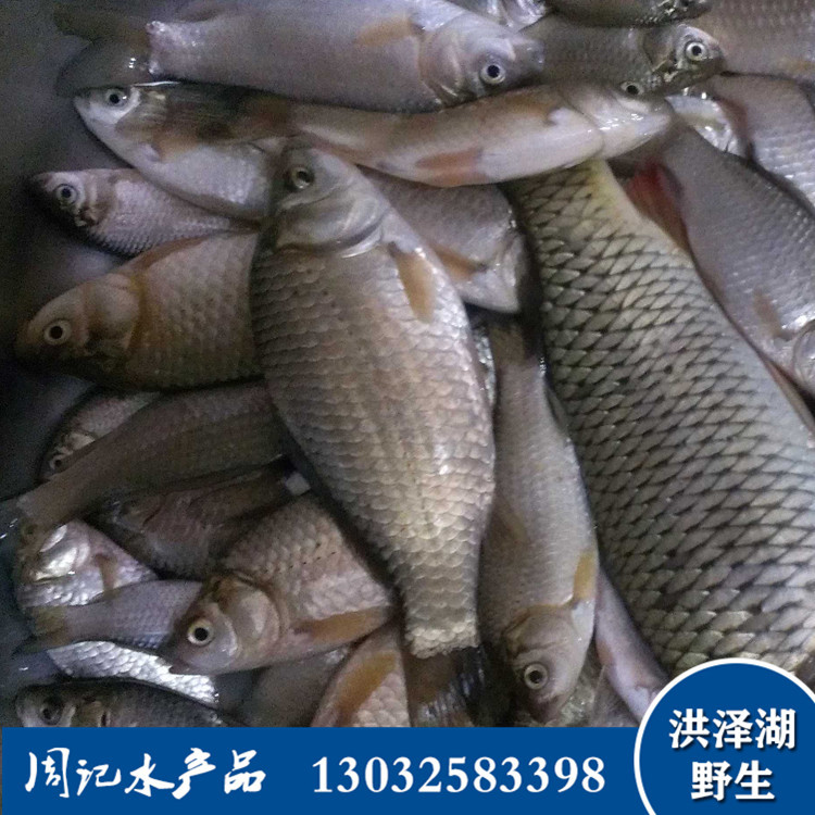 【淡水鱼】_淡水鱼厂家_淡水鱼批发市场