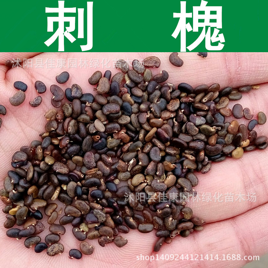 林木种子 刺槐种子 江南槐 毛洋槐种子 毛刺槐种子 1件=1斤