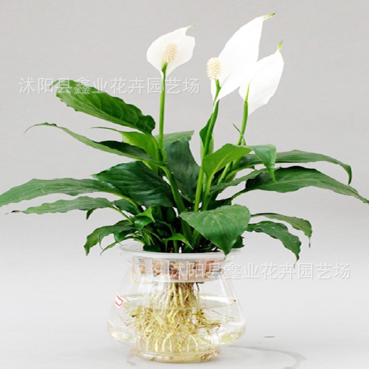 水培水养白掌 一帆风顺 绿色室内盆栽植物 吸收