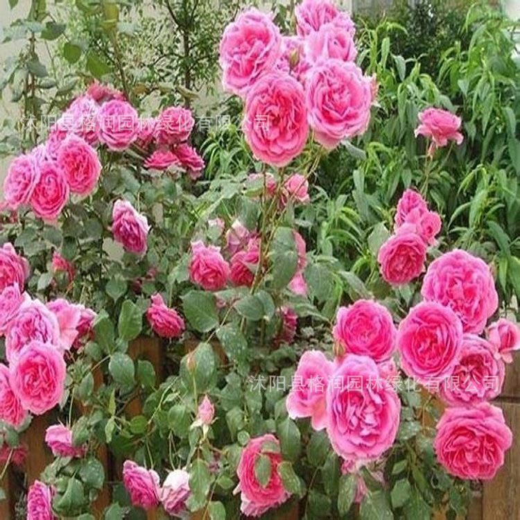 月季苗直销小桃红月季花苗嫁接品种藤本月季基地直销对版