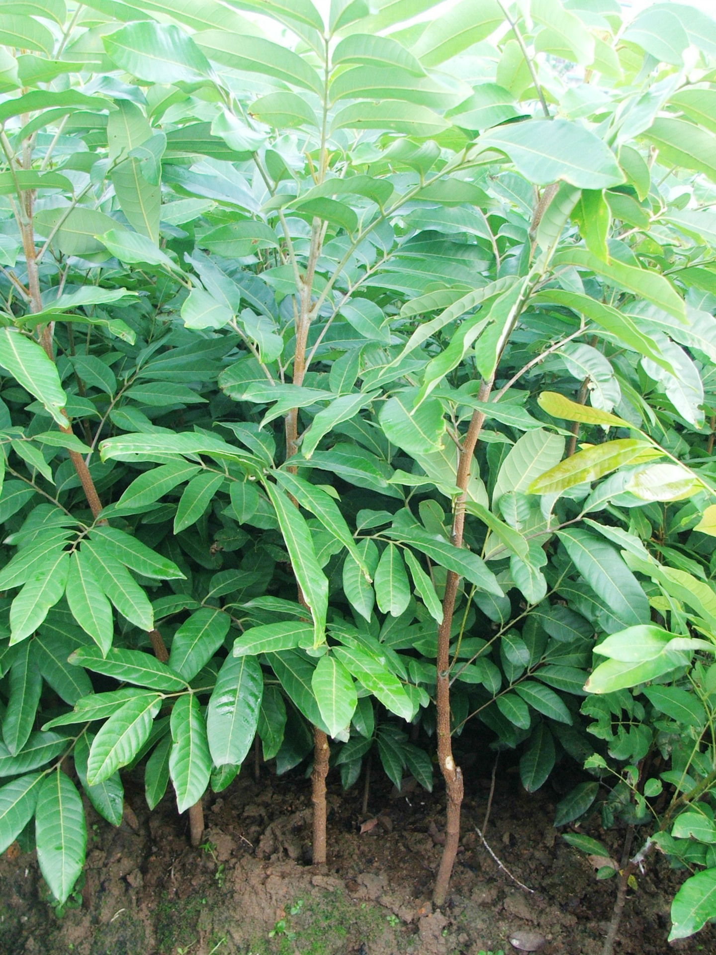 龙眼苗储良石硖乌圆优质纯正果苗专业繁育无虫害大棚设施繁育