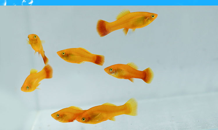 观赏热带鱼活体 金牡丹鱼 三色牡丹鱼小型淡水鱼活体渔场批发