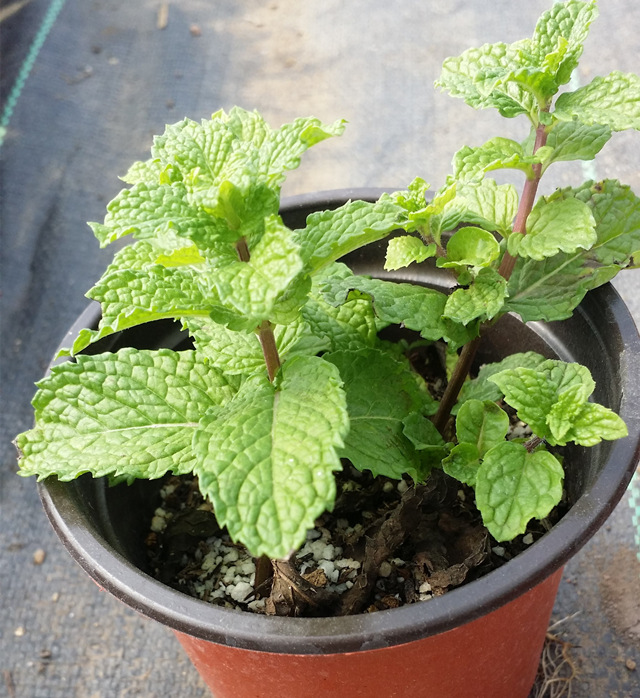 阳春三月,各种香草薄荷苗上市咯