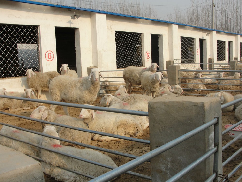 肉羊养殖技术山东大型小尾寒羊养殖场批发小尾寒羊羊羔