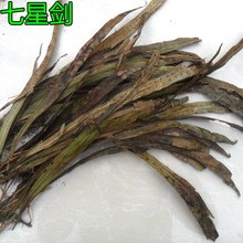 中药材七星剑 金桃叶 中草药七叶星实物七星剑500g包邮鹅掌金星
