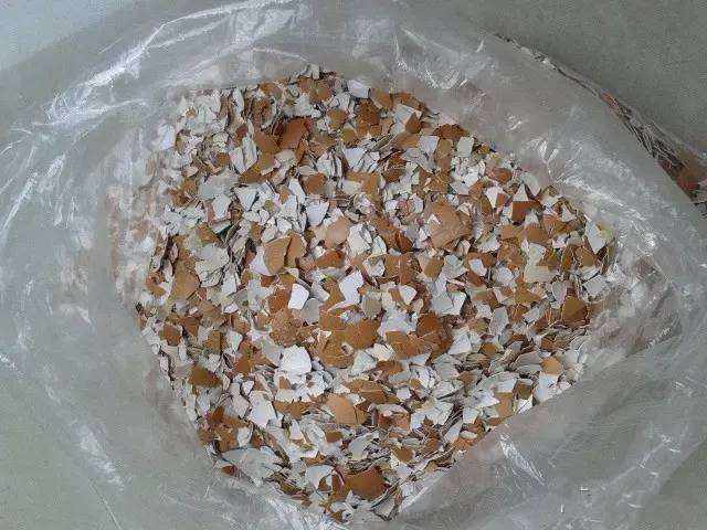 蛋壳做花肥的妙用