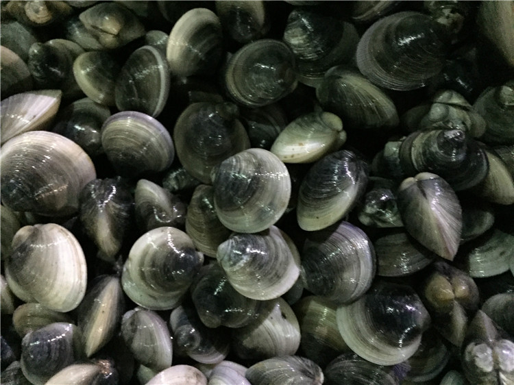 供应鲜活贝类美味海鲜黑桃贝批发量大从优