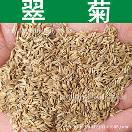 8%花卉种子盆栽花种子批发花种子四季易种玫瑰翠菊种子30粒宿迁市