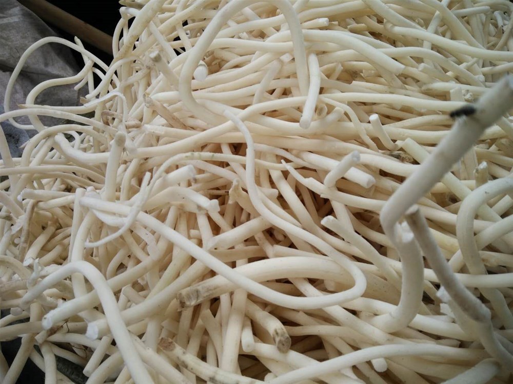 高山野生小通草小通花鱼泡通喜马拉雅旌节花通草树通条树厂家直.