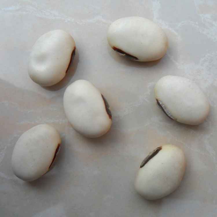 中药材批发 白刀豆 白凤豆 洋刀豆 立刀豆 刀豆