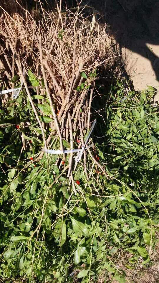 批发宁夏枸杞苗红果枸杞苗枸杞子苗红枸杞树苗高产高收