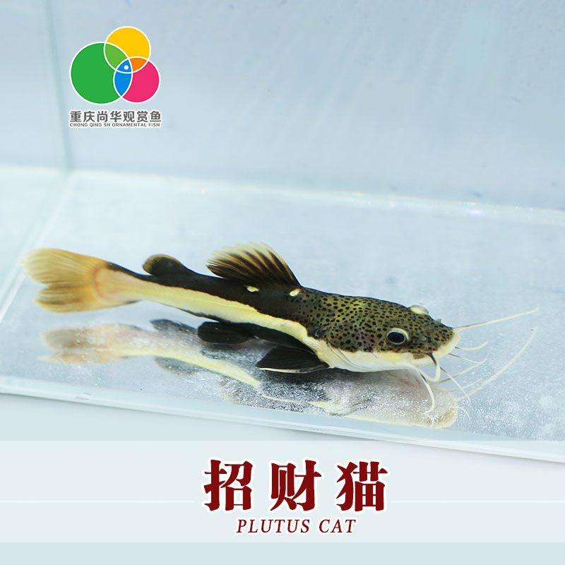 观赏热带鱼 招财猫鱼 狗仔鲸 红尾鲢 红尾猫 红尾鸭嘴